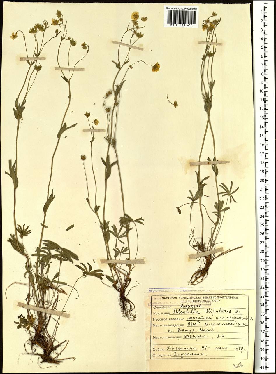 Potentilla stipularis L., Siberia, Yakutia (S5) (Russia)