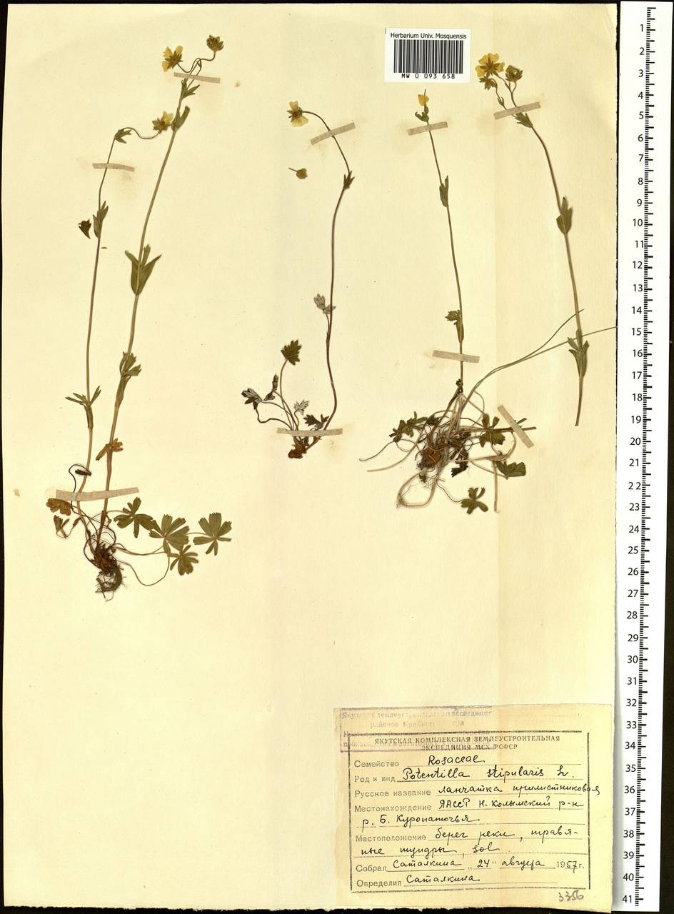 Potentilla stipularis L., Siberia, Yakutia (S5) (Russia)