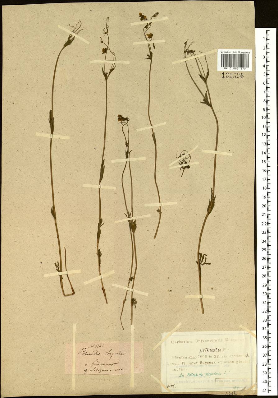 Potentilla stipularis L., Siberia, Yakutia (S5) (Russia)