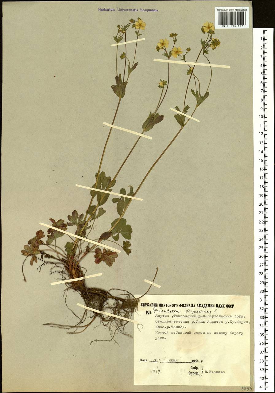 Potentilla stipularis L., Siberia, Yakutia (S5) (Russia)