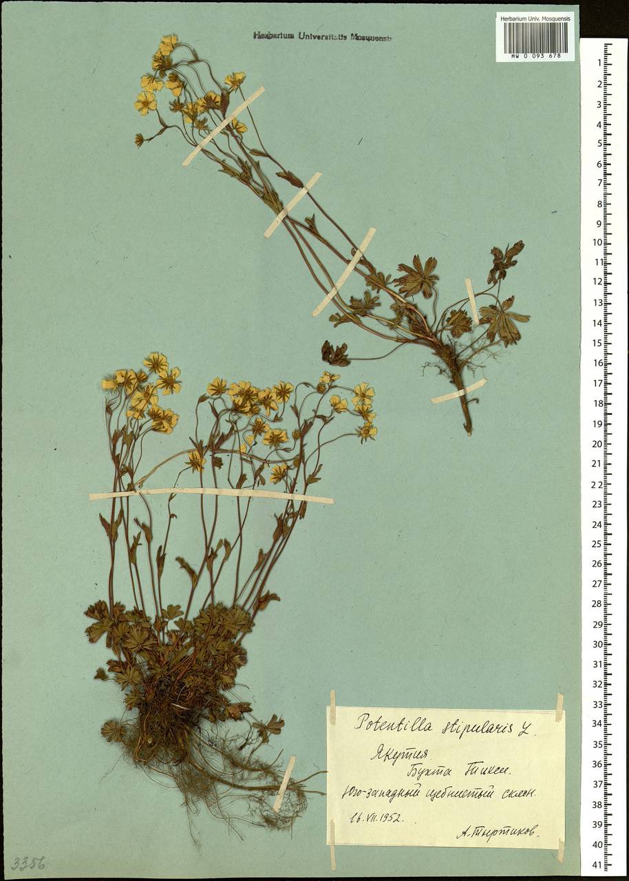 Potentilla stipularis L., Siberia, Yakutia (S5) (Russia)