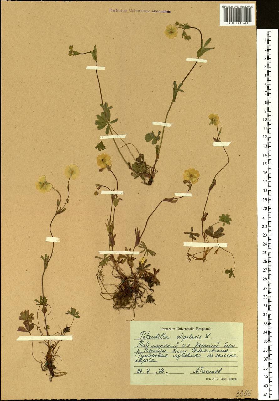 Potentilla stipularis L., Siberia, Central Siberia (S3) (Russia)
