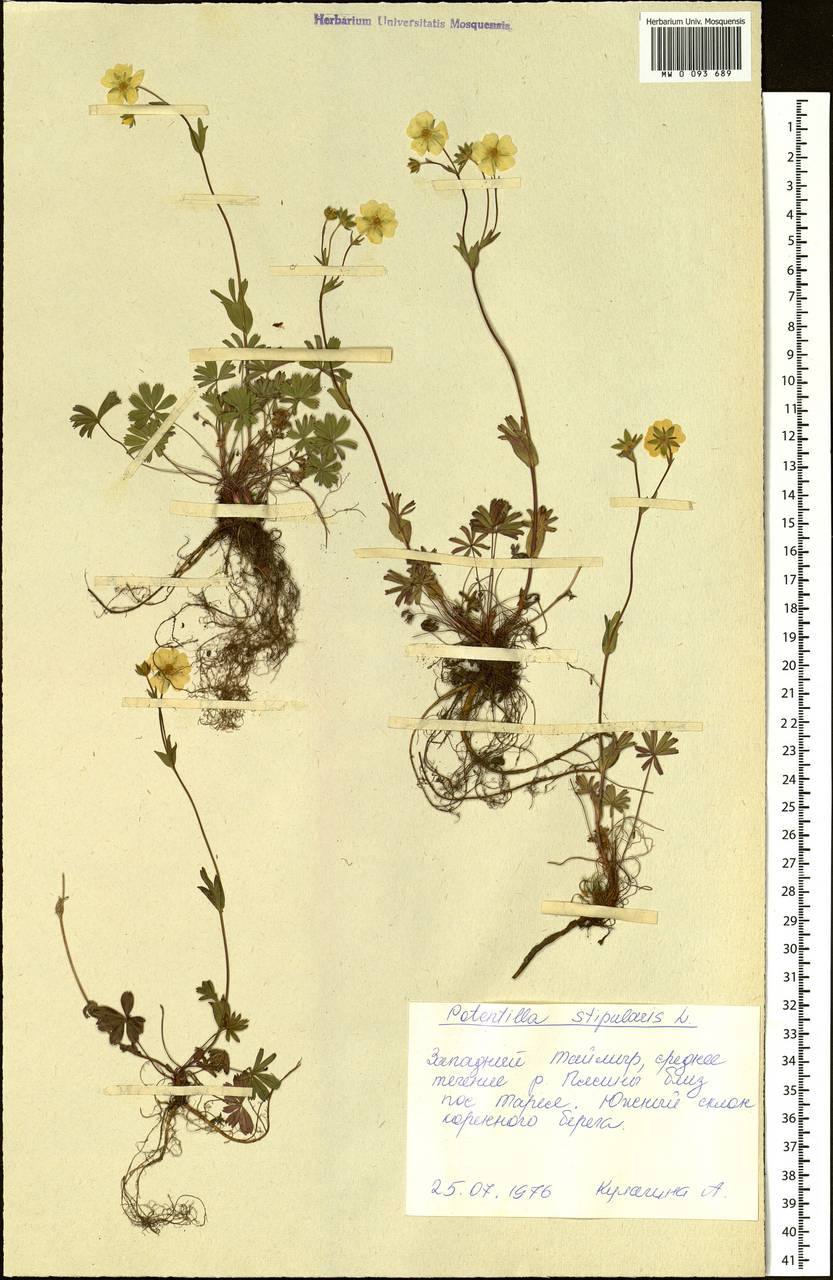 Potentilla stipularis L., Siberia, Central Siberia (S3) (Russia)