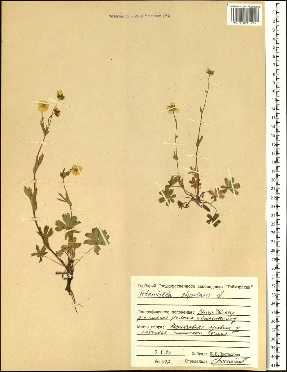 Potentilla stipularis L., Siberia, Central Siberia (S3) (Russia)