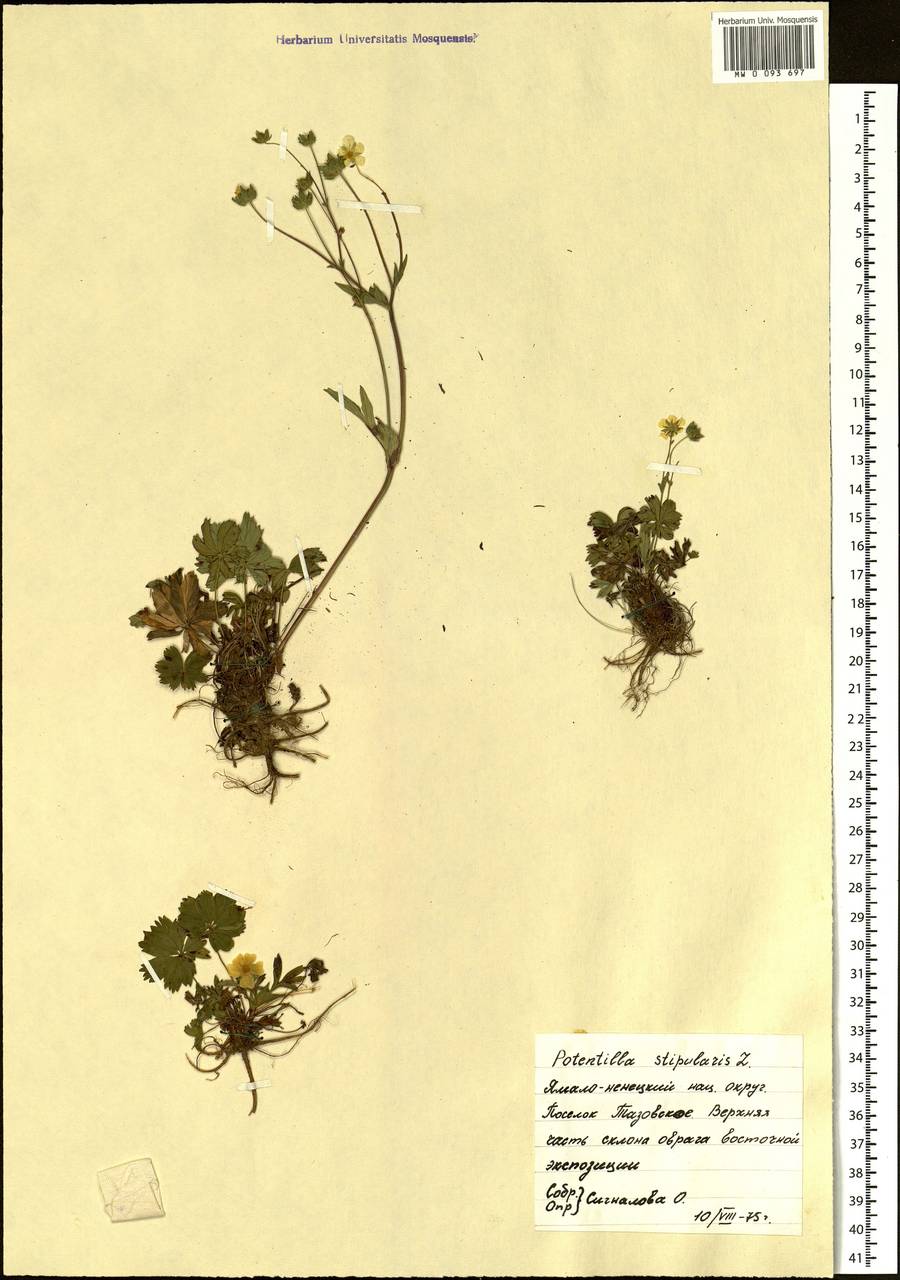 Potentilla stipularis L., Siberia, Western Siberia (S1) (Russia)
