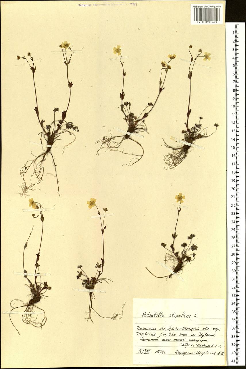 Potentilla stipularis L., Siberia, Western Siberia (S1) (Russia)