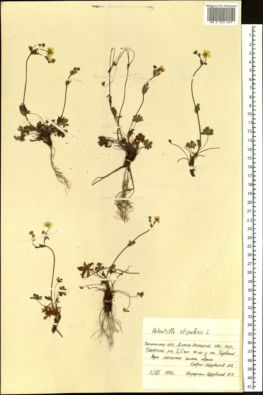 Potentilla stipularis L., Siberia, Western Siberia (S1) (Russia)