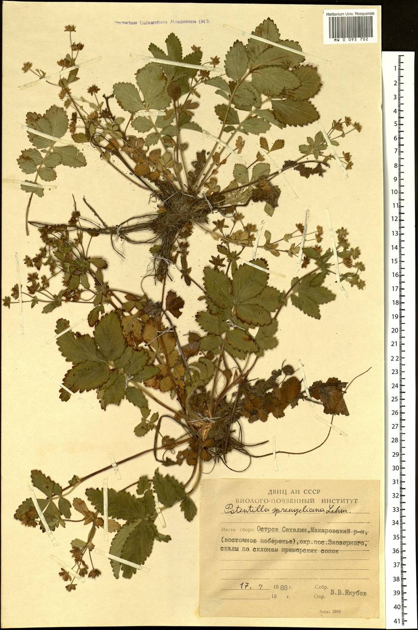 Potentilla stolonifera Lehm. ex Ledeb., Siberia, Russian Far East (S6) (Russia)