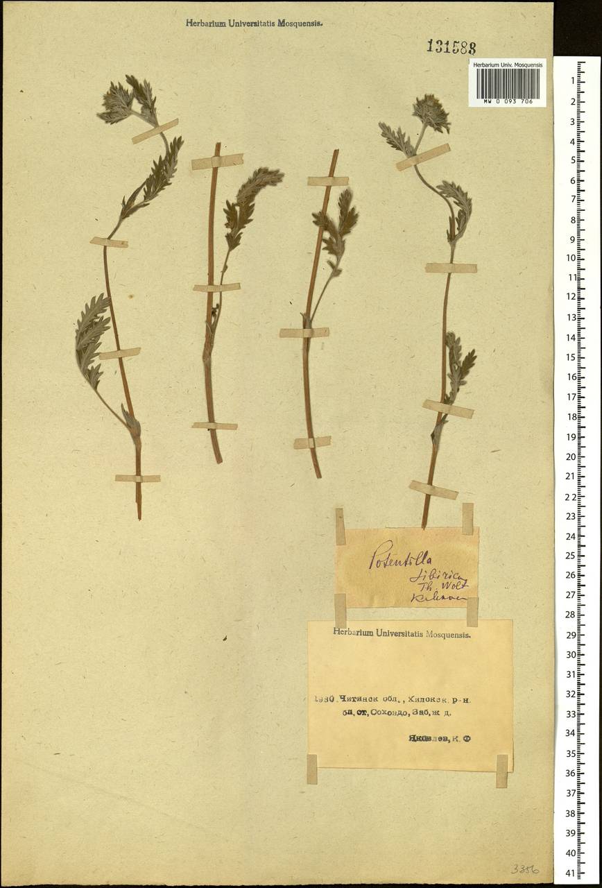 Potentilla pensylvanica L., Siberia, Baikal & Transbaikal region (S4) (Russia)