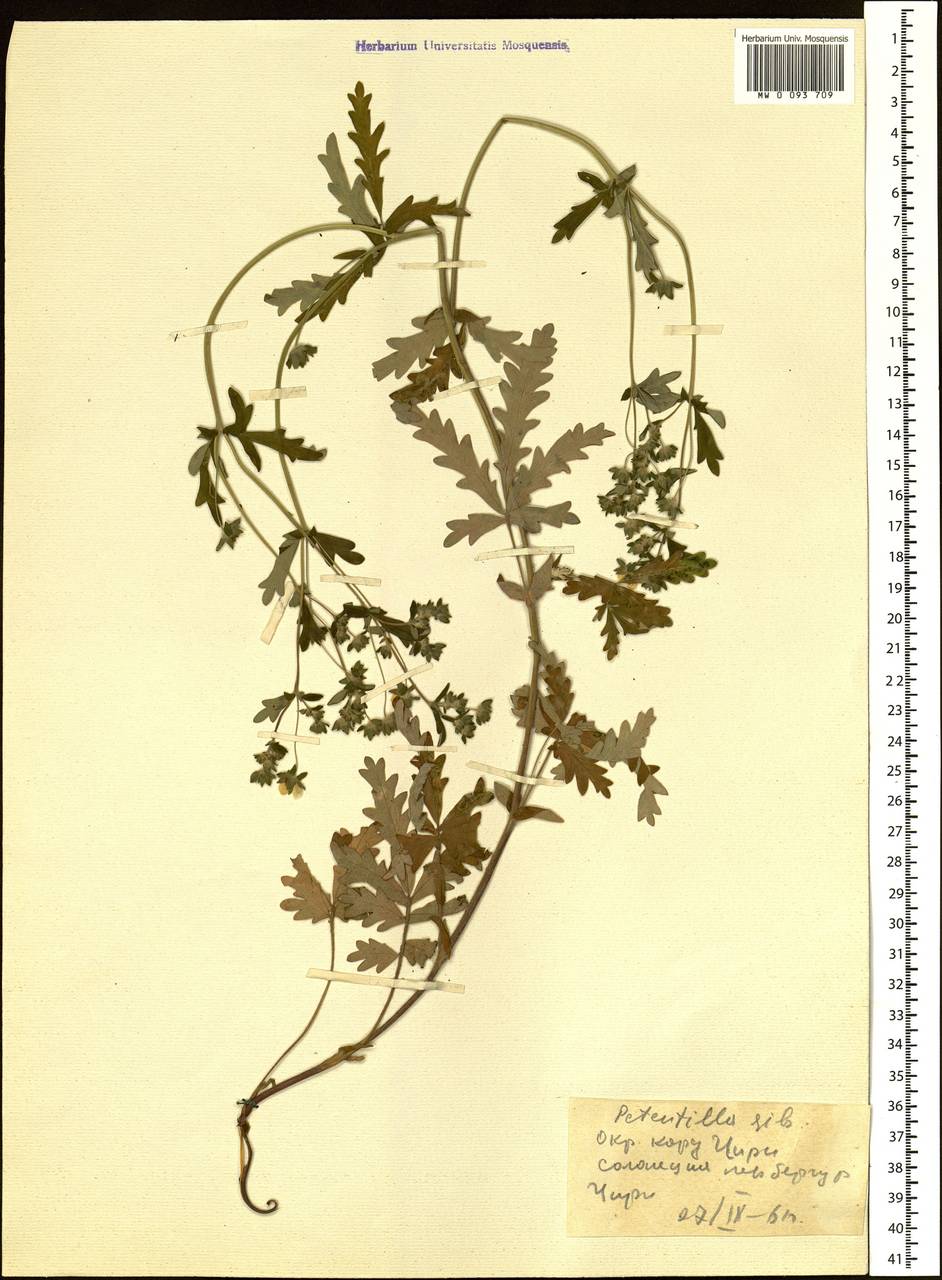 Potentilla pensylvanica L., Siberia, Altai & Sayany Mountains (S2) (Russia)