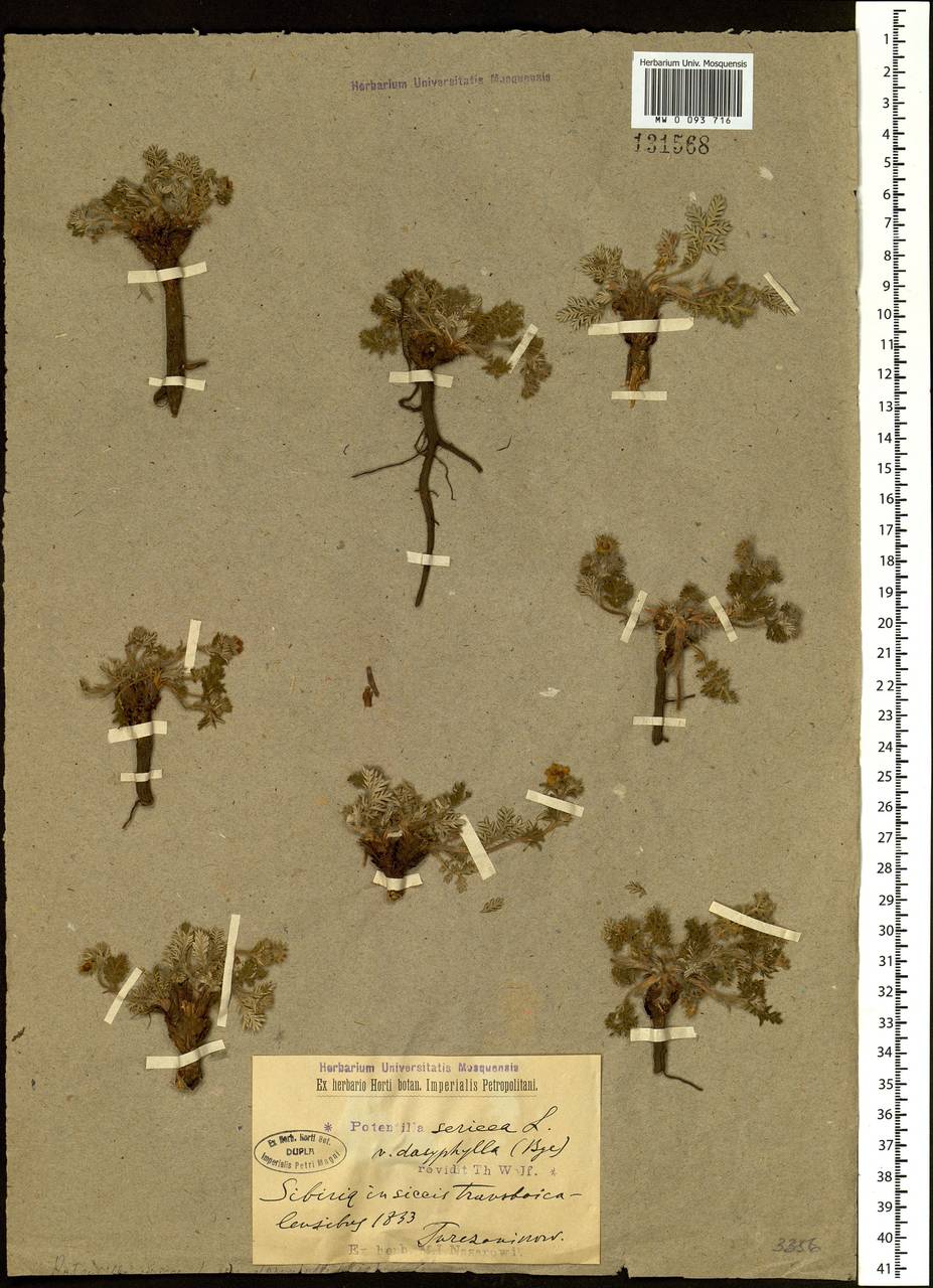 Potentilla sericea L., Siberia, Baikal & Transbaikal region (S4) (Russia)