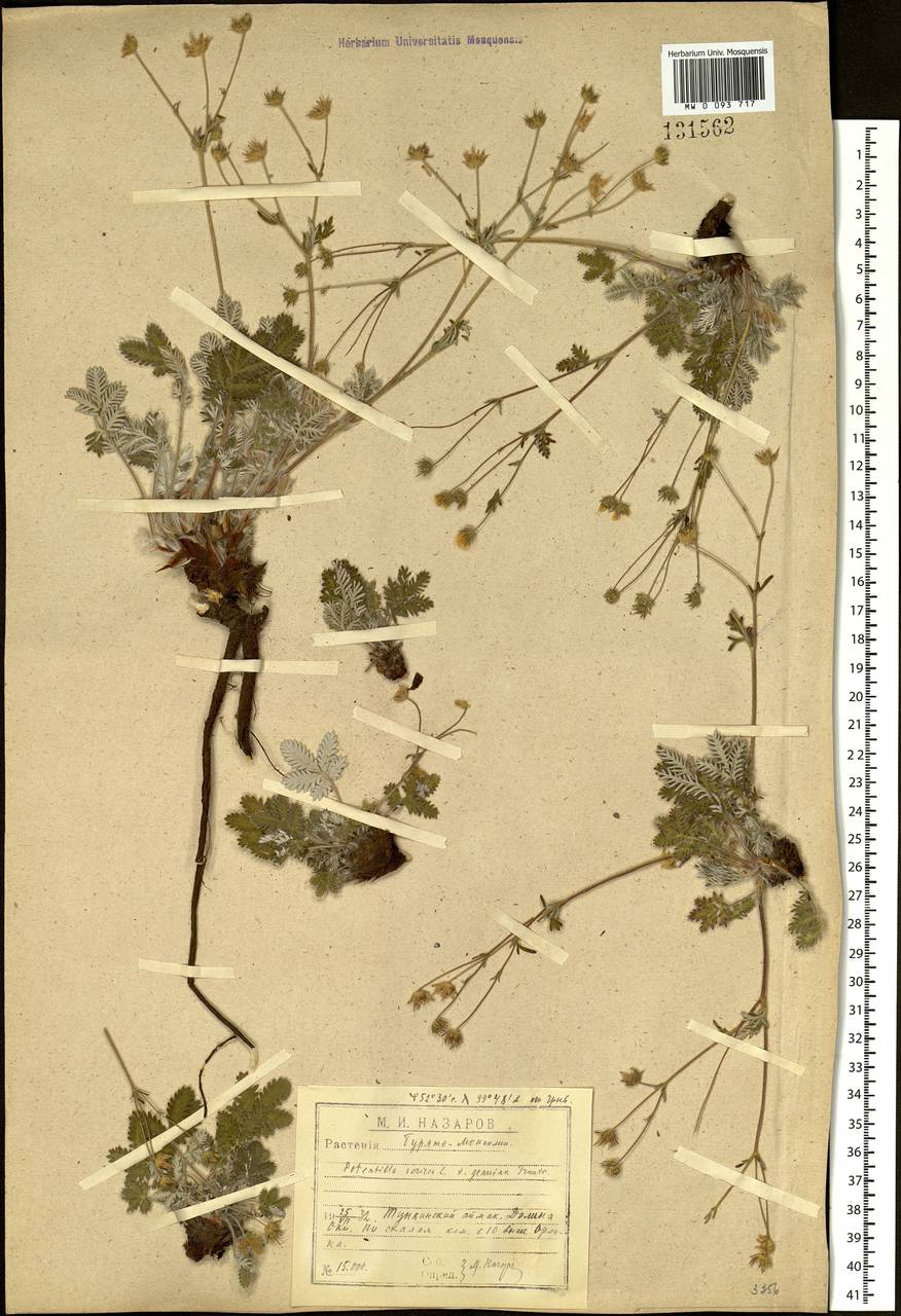 Potentilla sericea L., Siberia, Baikal & Transbaikal region (S4) (Russia)