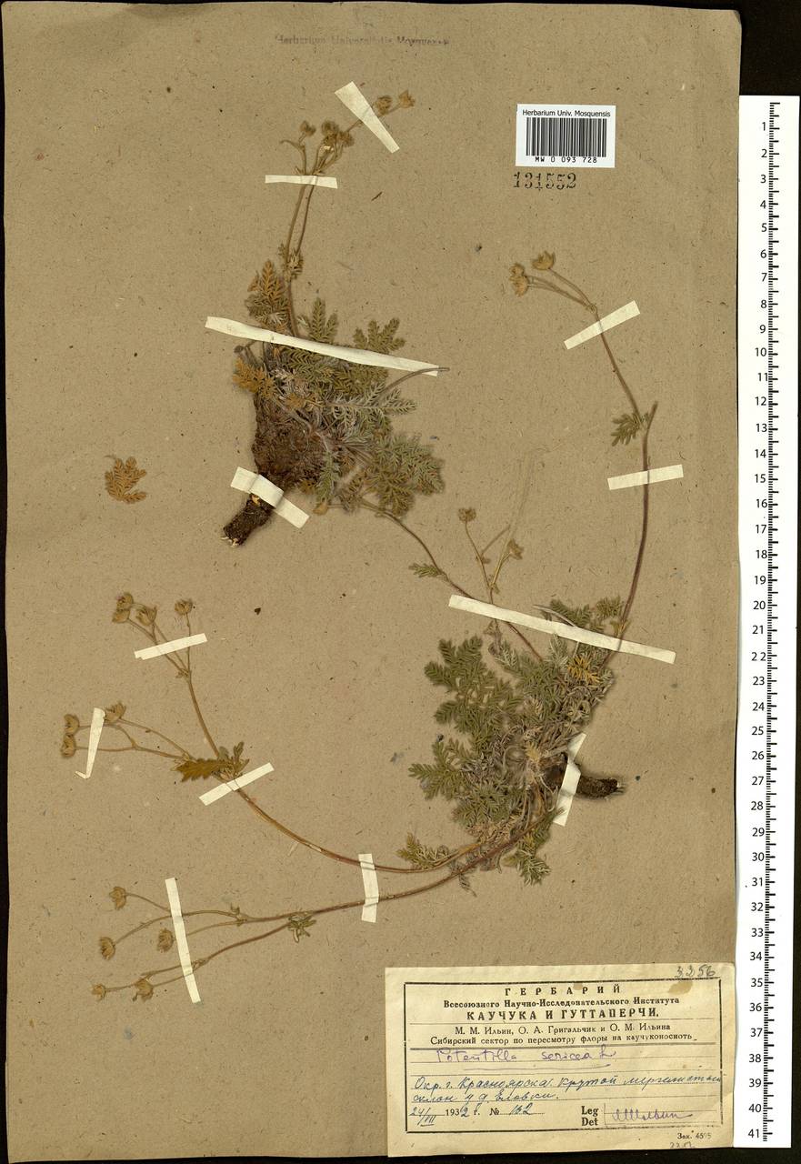 Potentilla sericea L., Siberia, Central Siberia (S3) (Russia)