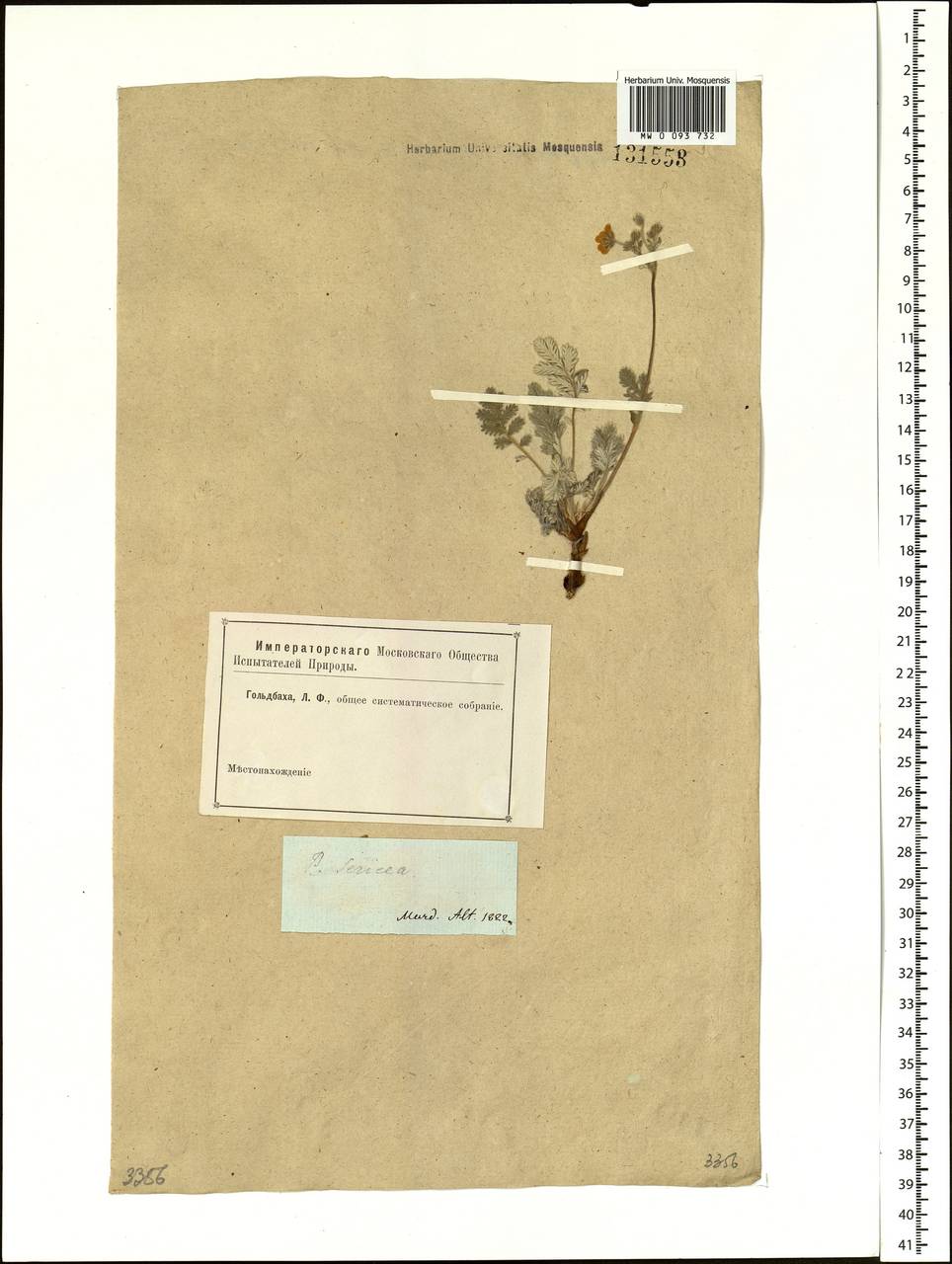 Potentilla sericea L., Siberia, Altai & Sayany Mountains (S2) (Russia)