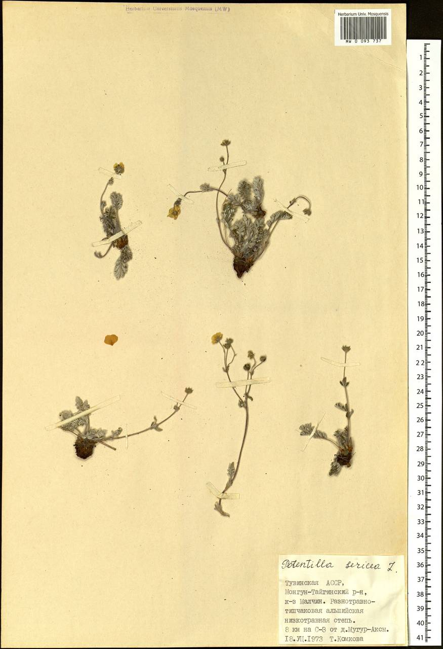 Potentilla sericea L., Siberia, Altai & Sayany Mountains (S2) (Russia)