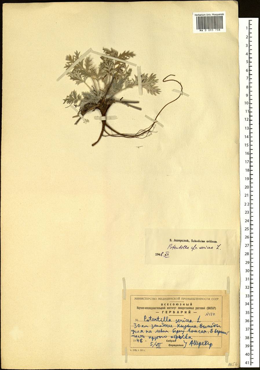 Potentilla sericea L., Siberia, Altai & Sayany Mountains (S2) (Russia)