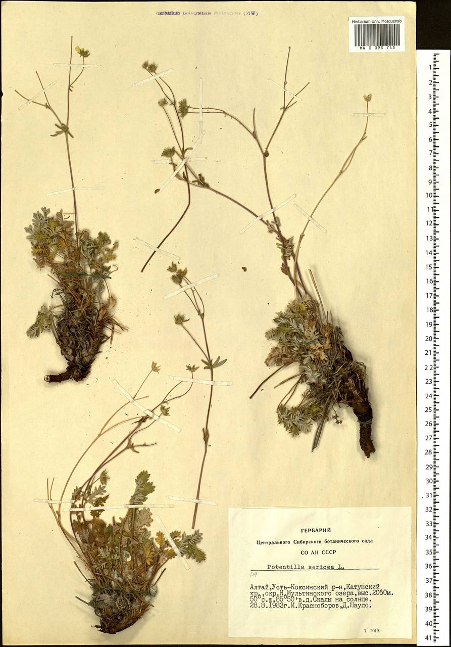 Potentilla sericea L., Siberia, Altai & Sayany Mountains (S2) (Russia)