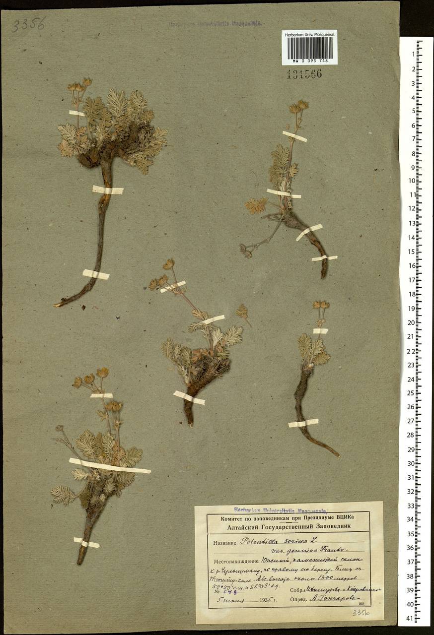Potentilla sericea L., Siberia, Altai & Sayany Mountains (S2) (Russia)