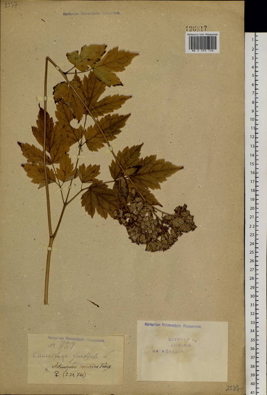 Actaea cimicifuga L., Siberia, Baikal & Transbaikal region (S4) (Russia)