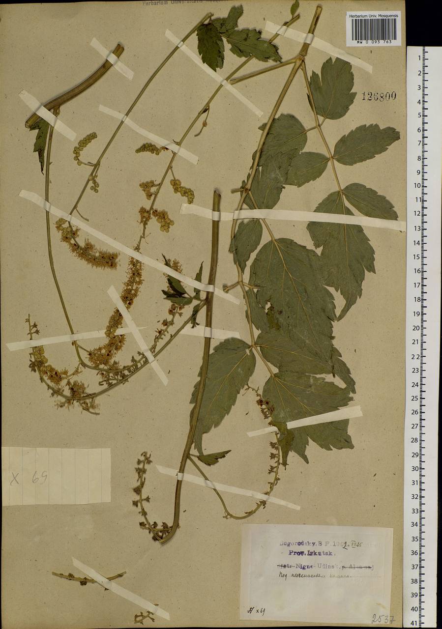 Actaea cimicifuga L., Siberia, Baikal & Transbaikal region (S4) (Russia)