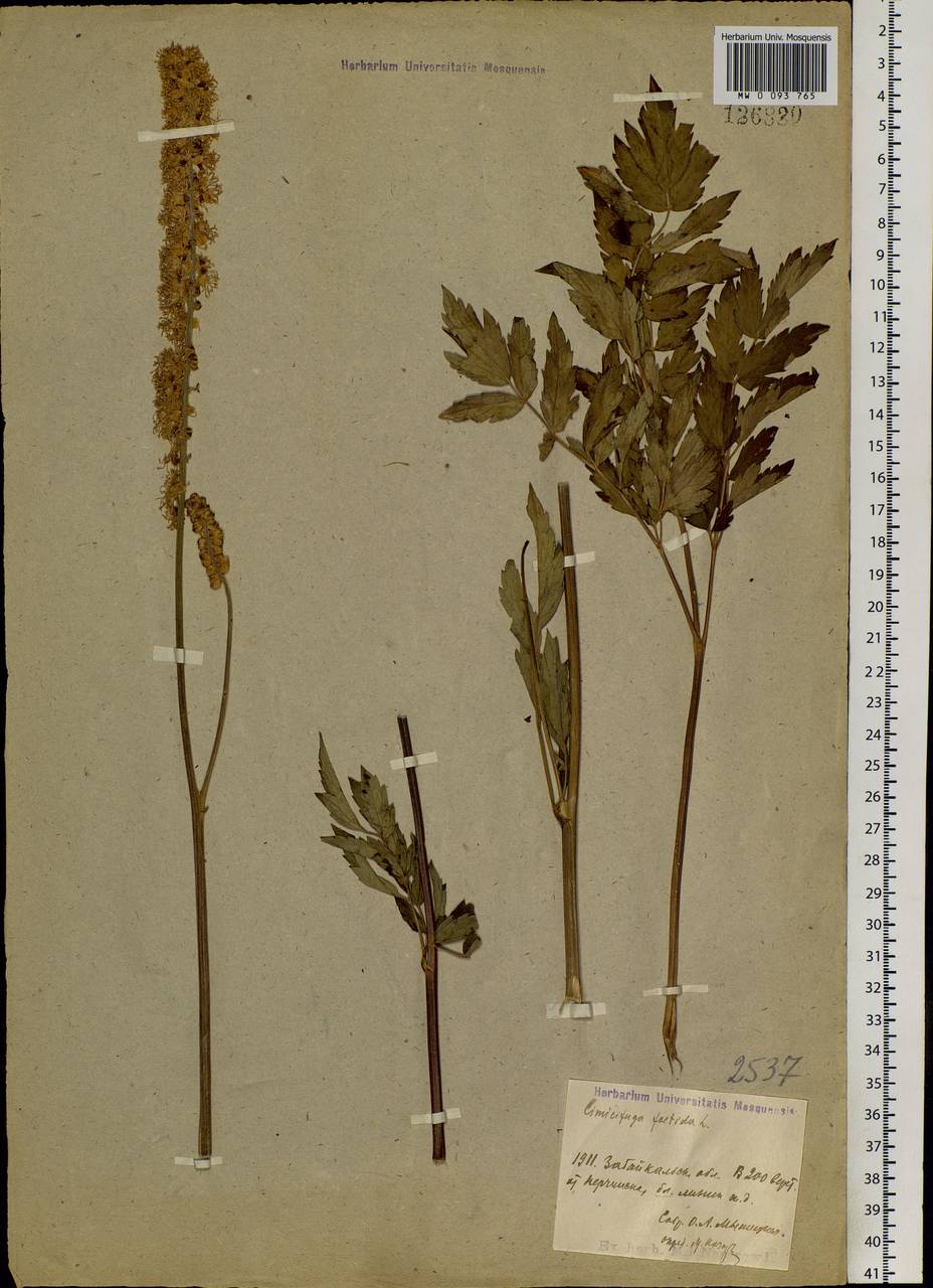 Actaea cimicifuga L., Siberia, Baikal & Transbaikal region (S4) (Russia)