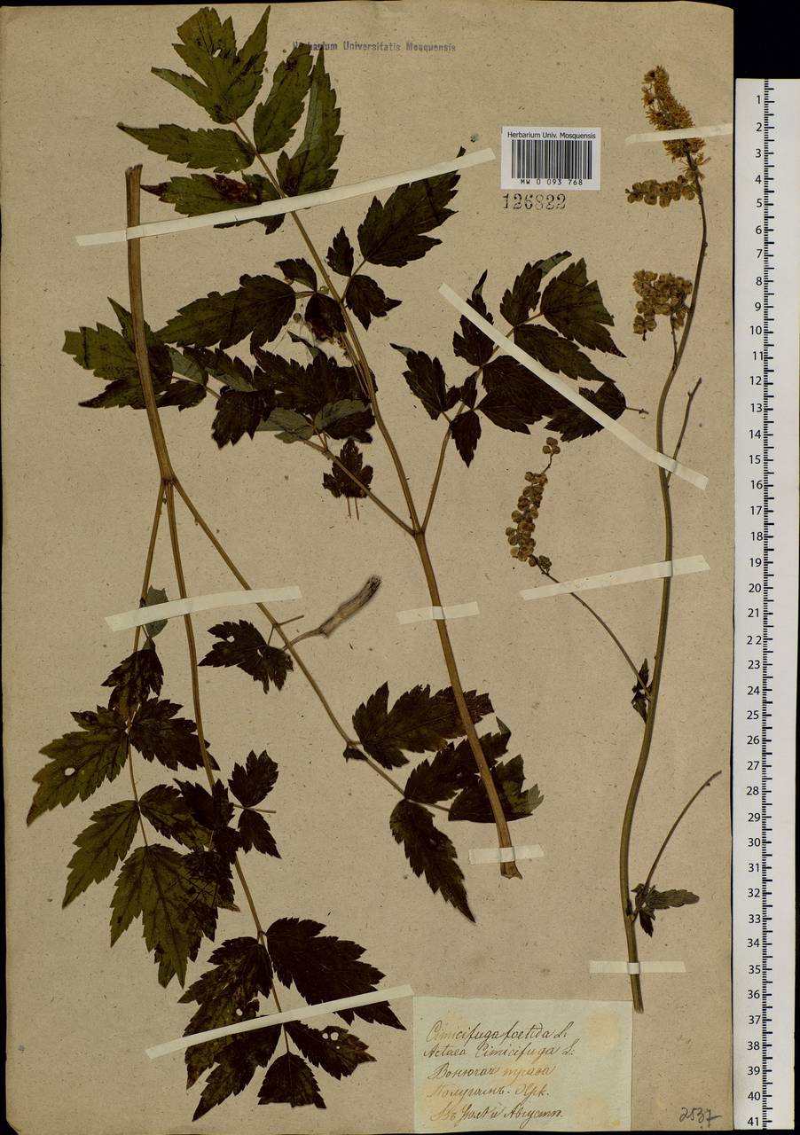 Actaea cimicifuga L., Siberia, Baikal & Transbaikal region (S4) (Russia)