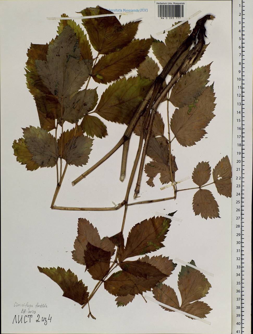 Actaea cimicifuga L., Siberia, Baikal & Transbaikal region (S4) (Russia)