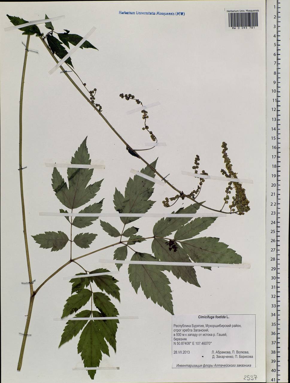 Actaea cimicifuga L., Siberia, Baikal & Transbaikal region (S4) (Russia)