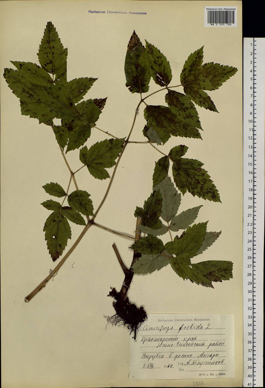 Actaea cimicifuga L., Siberia, Central Siberia (S3) (Russia)