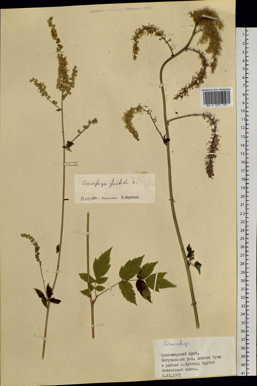 Actaea cimicifuga L., Siberia, Central Siberia (S3) (Russia)