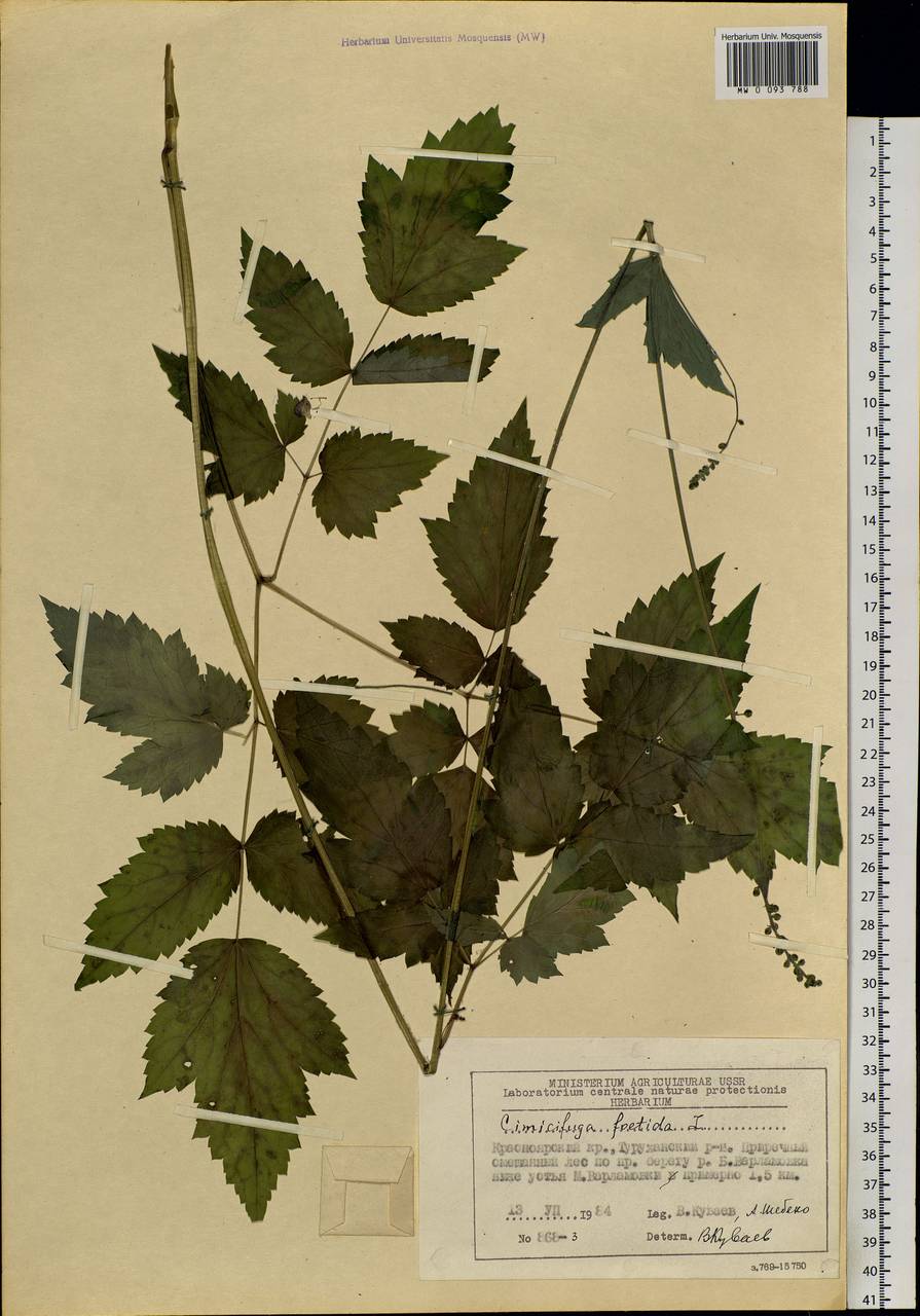 Actaea cimicifuga L., Siberia, Central Siberia (S3) (Russia)