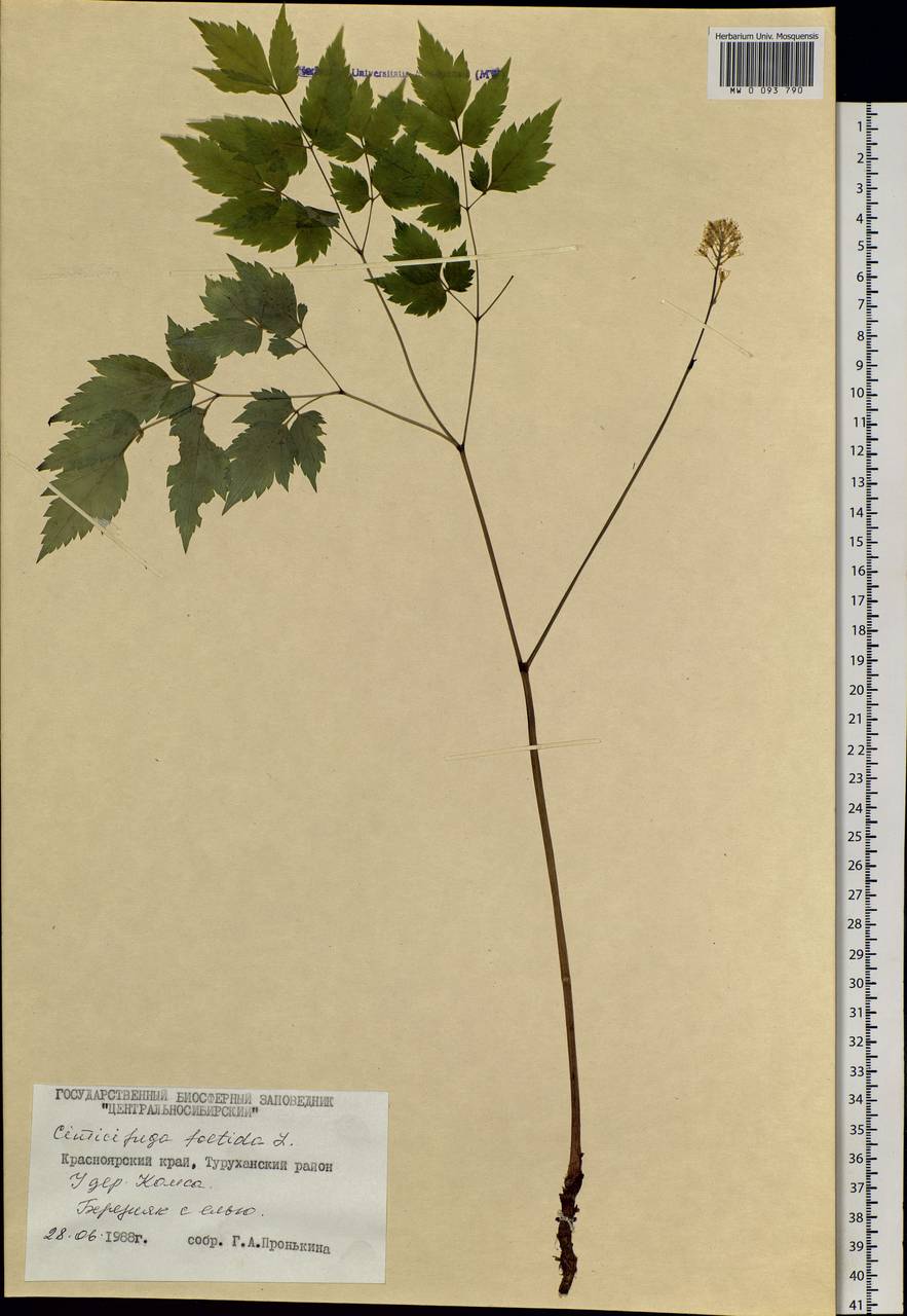 Actaea cimicifuga L., Siberia, Central Siberia (S3) (Russia)