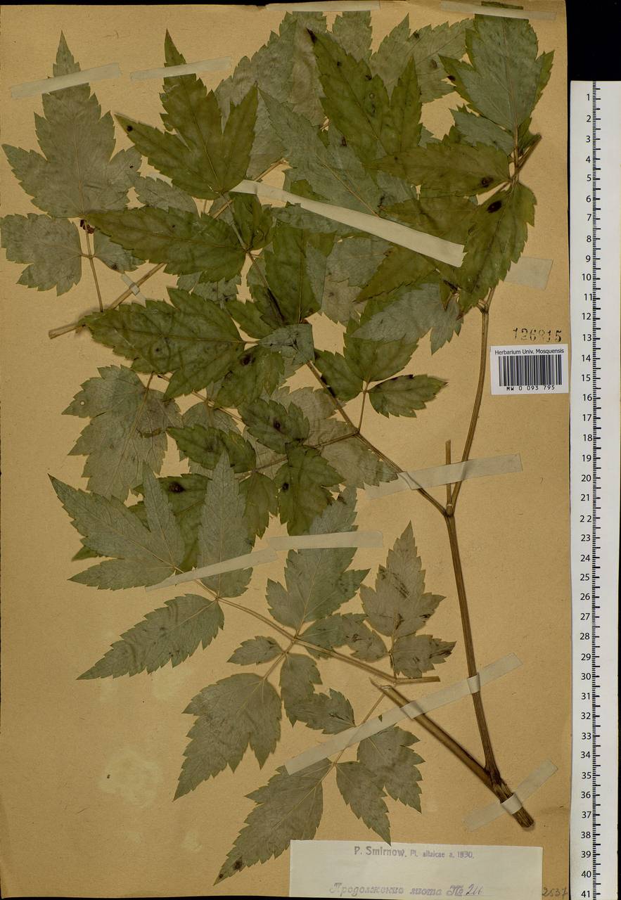 Actaea cimicifuga L., Siberia, Western (Kazakhstan) Altai Mountains (S2a) (Kazakhstan)