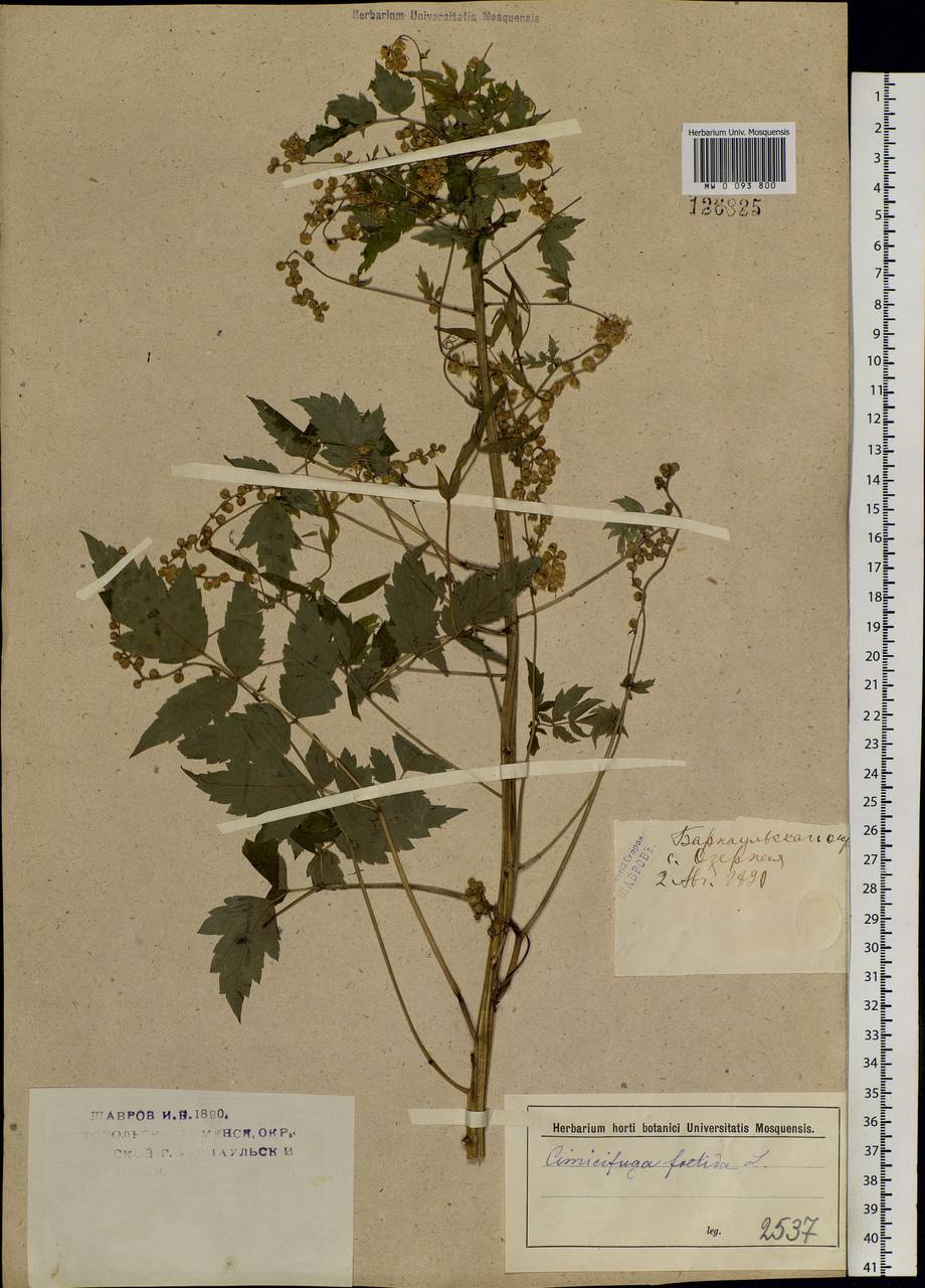 Actaea cimicifuga L., Siberia, Altai & Sayany Mountains (S2) (Russia)