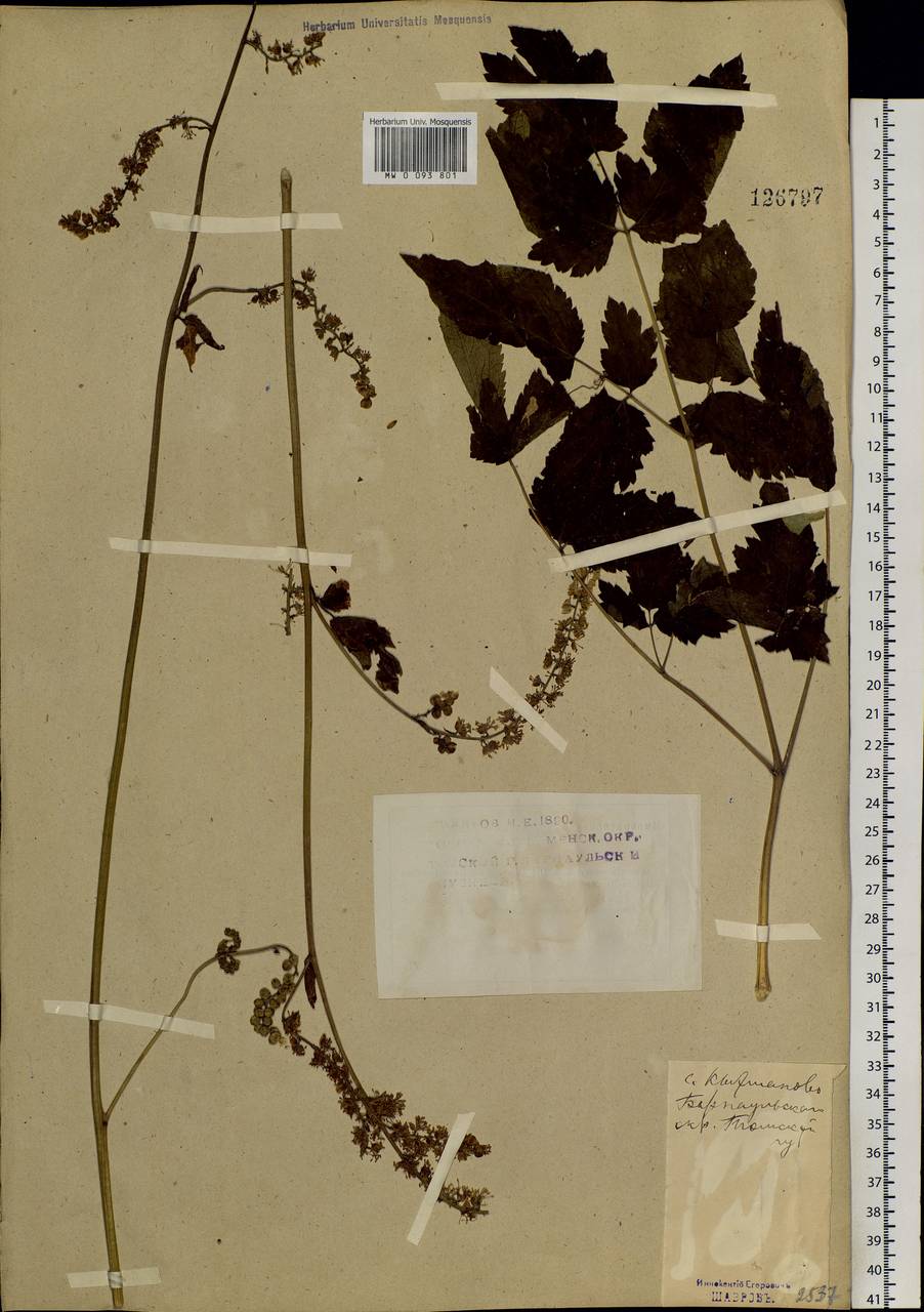 Actaea cimicifuga L., Siberia, Altai & Sayany Mountains (S2) (Russia)