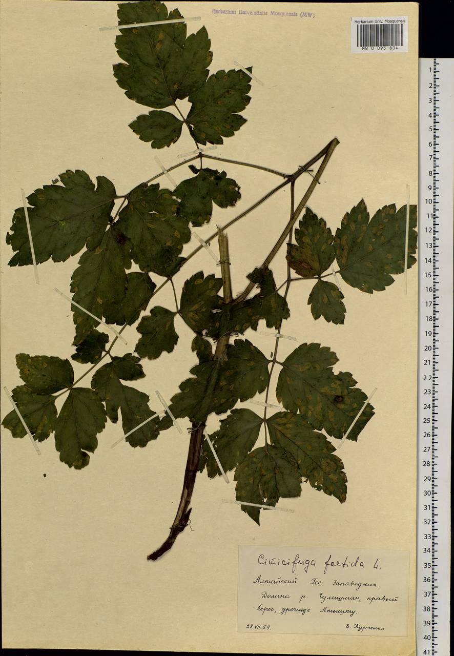 Actaea cimicifuga L., Siberia, Altai & Sayany Mountains (S2) (Russia)