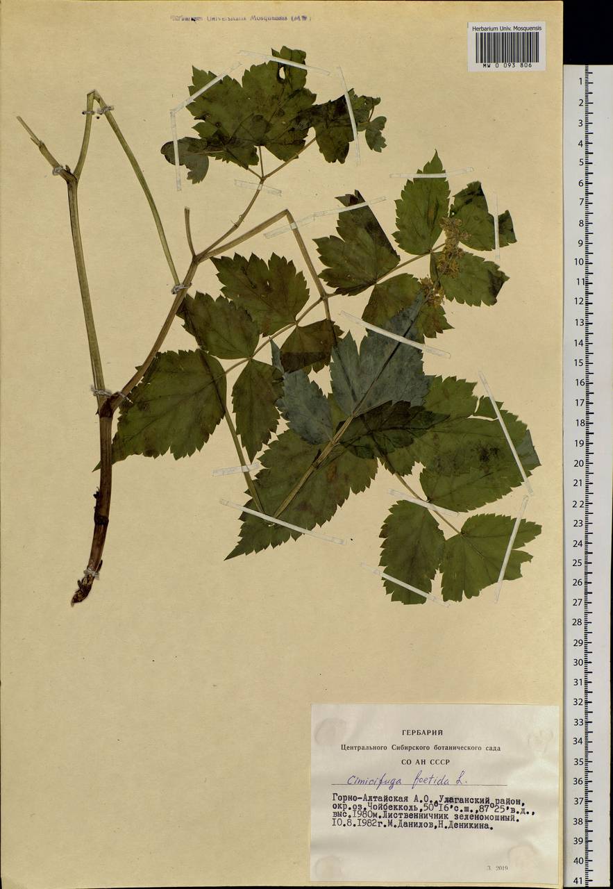 Actaea cimicifuga L., Siberia, Altai & Sayany Mountains (S2) (Russia)