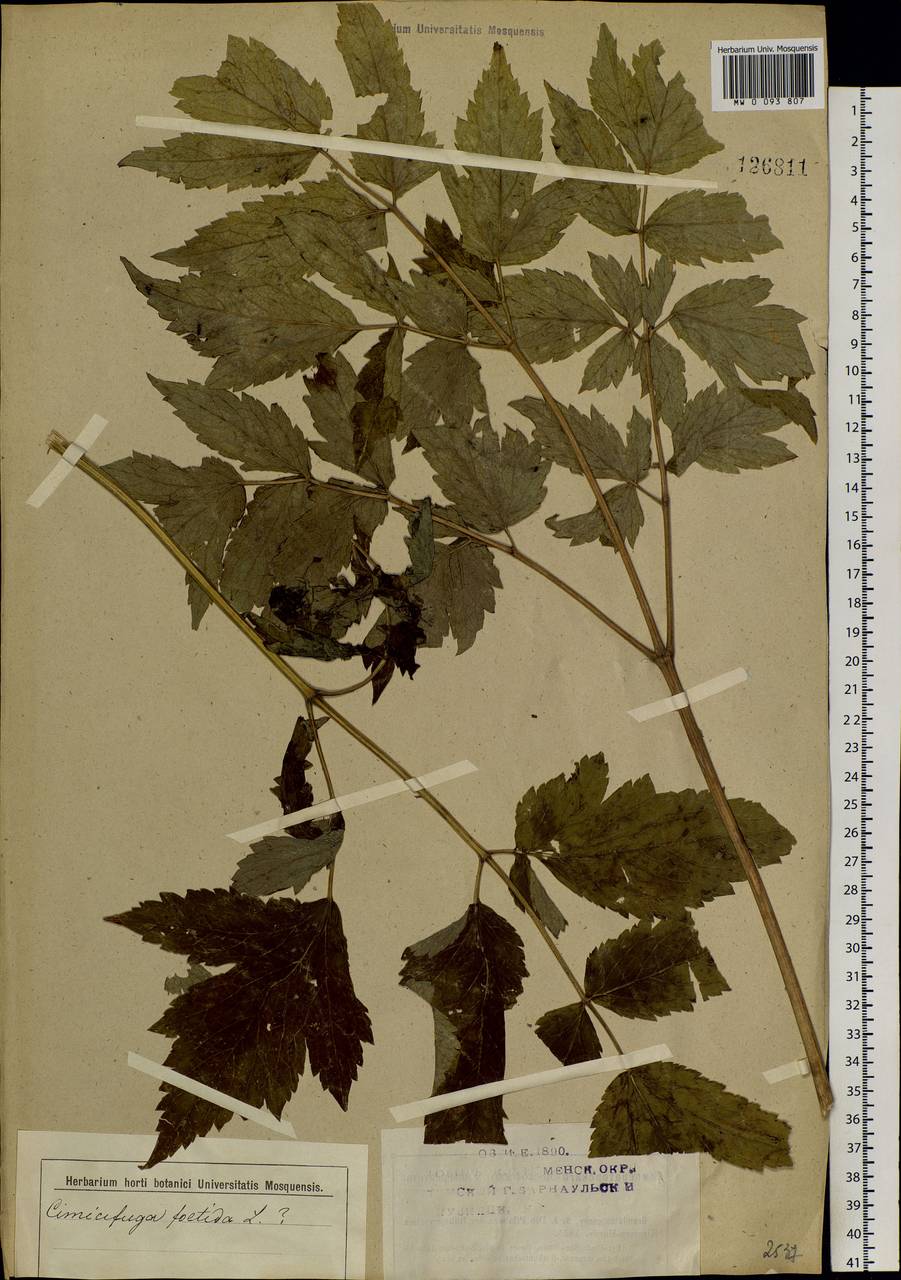 Actaea cimicifuga L., Siberia, Altai & Sayany Mountains (S2) (Russia)