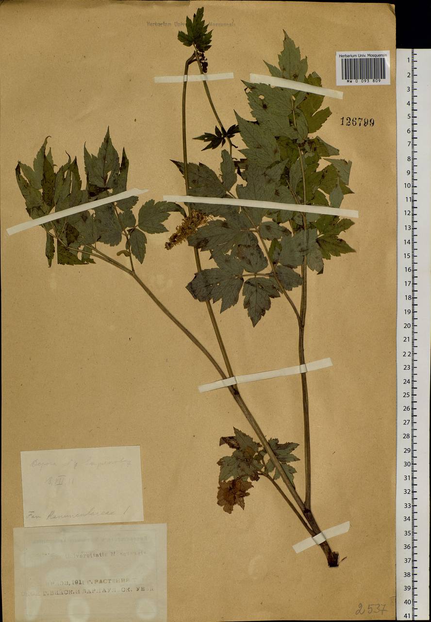 Actaea cimicifuga L., Siberia, Altai & Sayany Mountains (S2) (Russia)