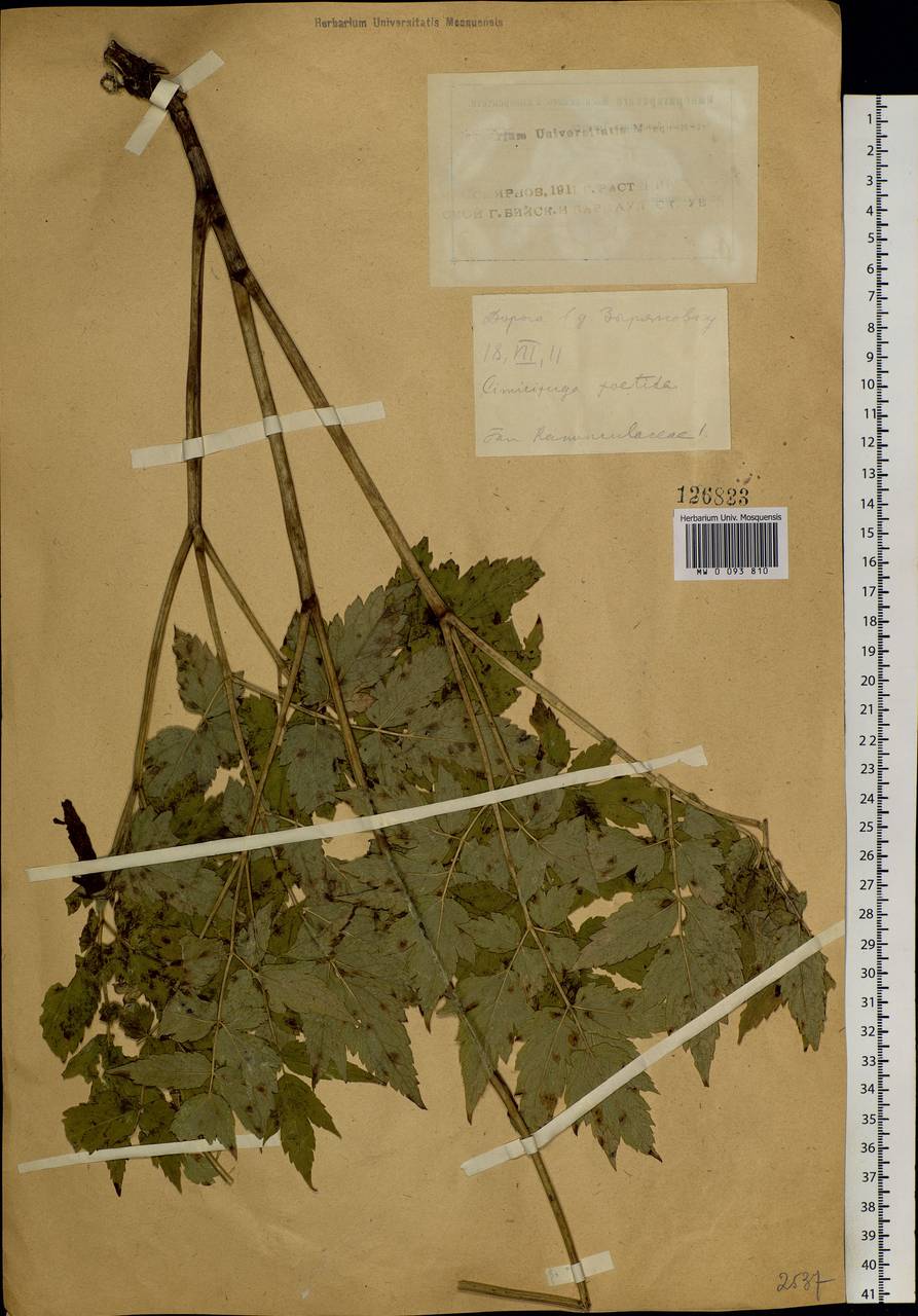 Actaea cimicifuga L., Siberia, Altai & Sayany Mountains (S2) (Russia)