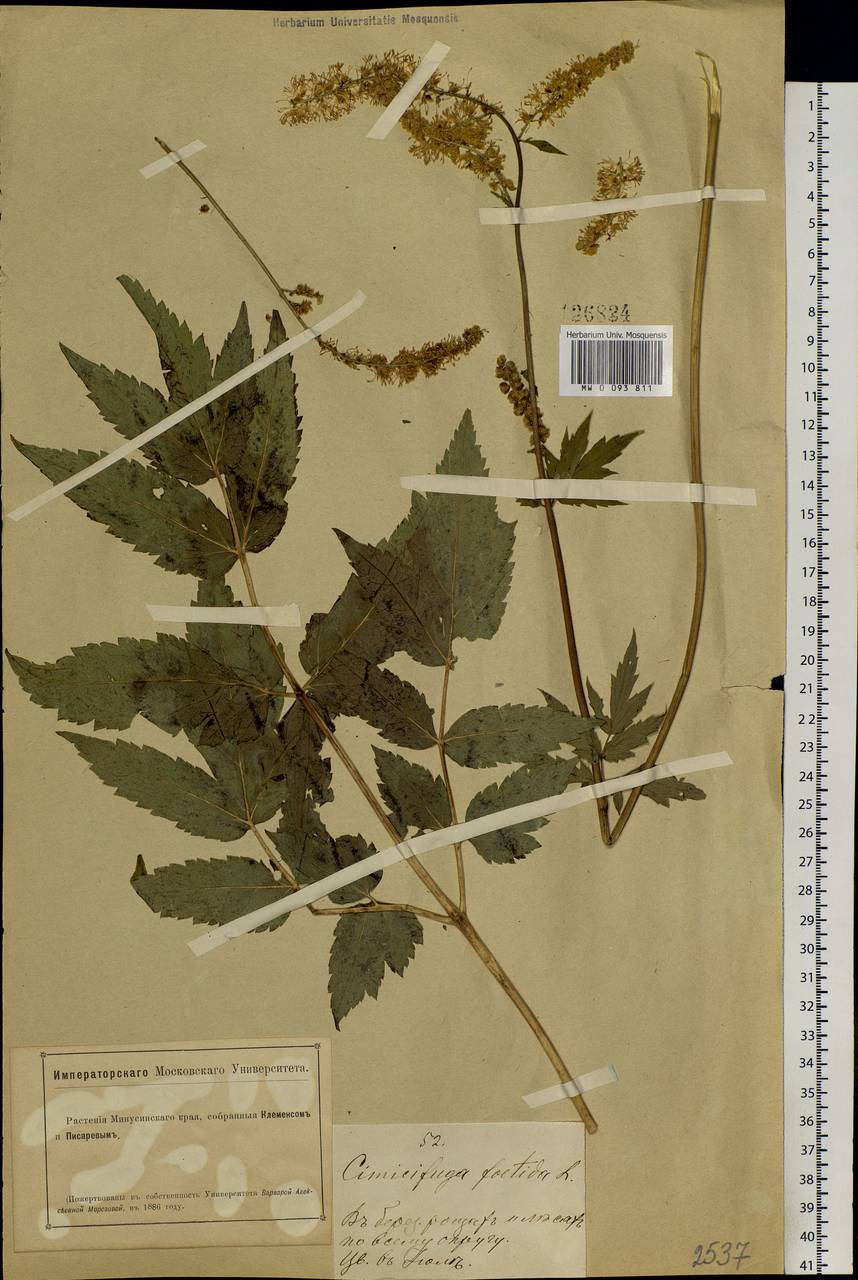 Actaea cimicifuga L., Siberia, Altai & Sayany Mountains (S2) (Russia)