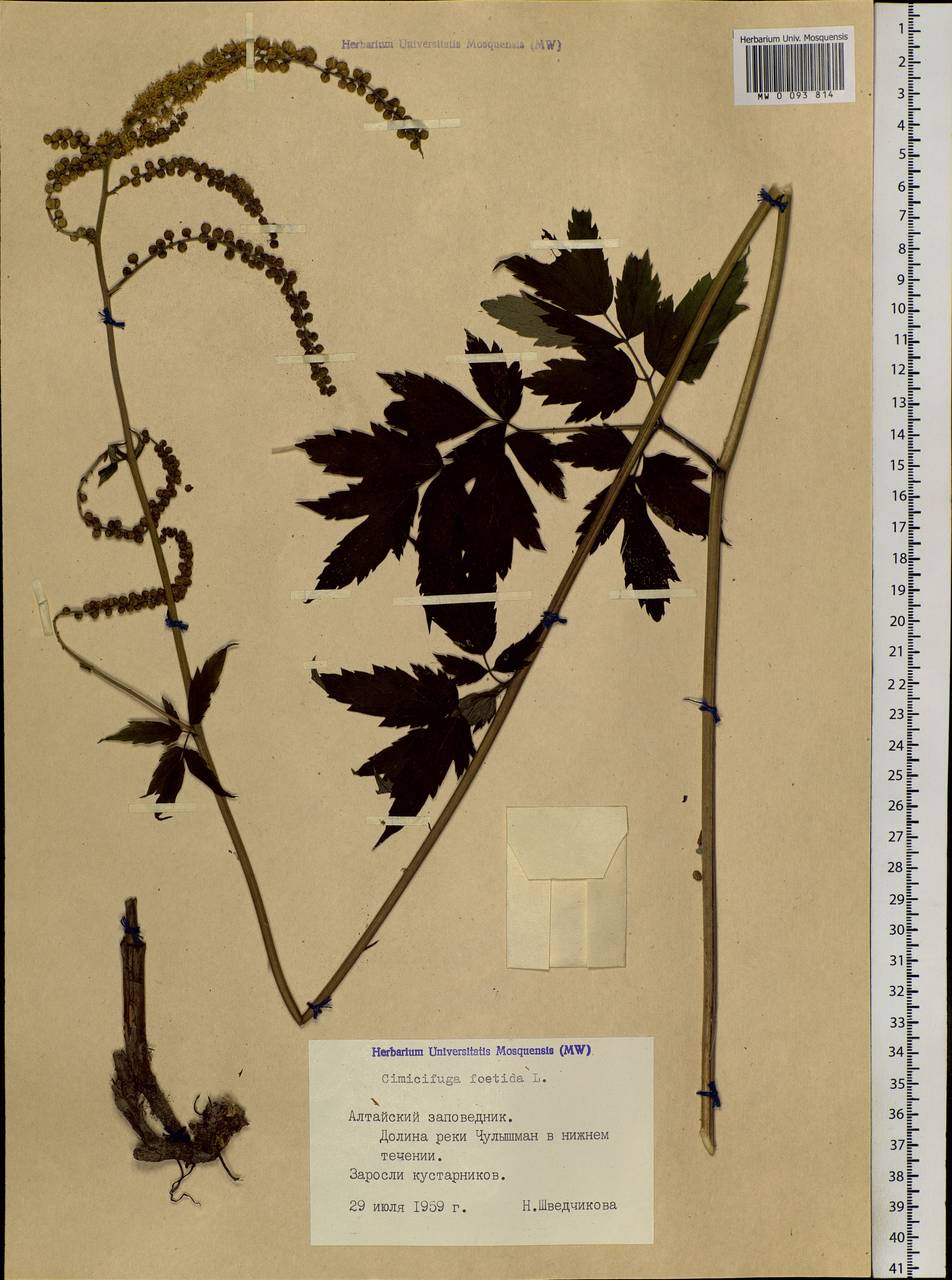 Actaea cimicifuga L., Siberia, Altai & Sayany Mountains (S2) (Russia)