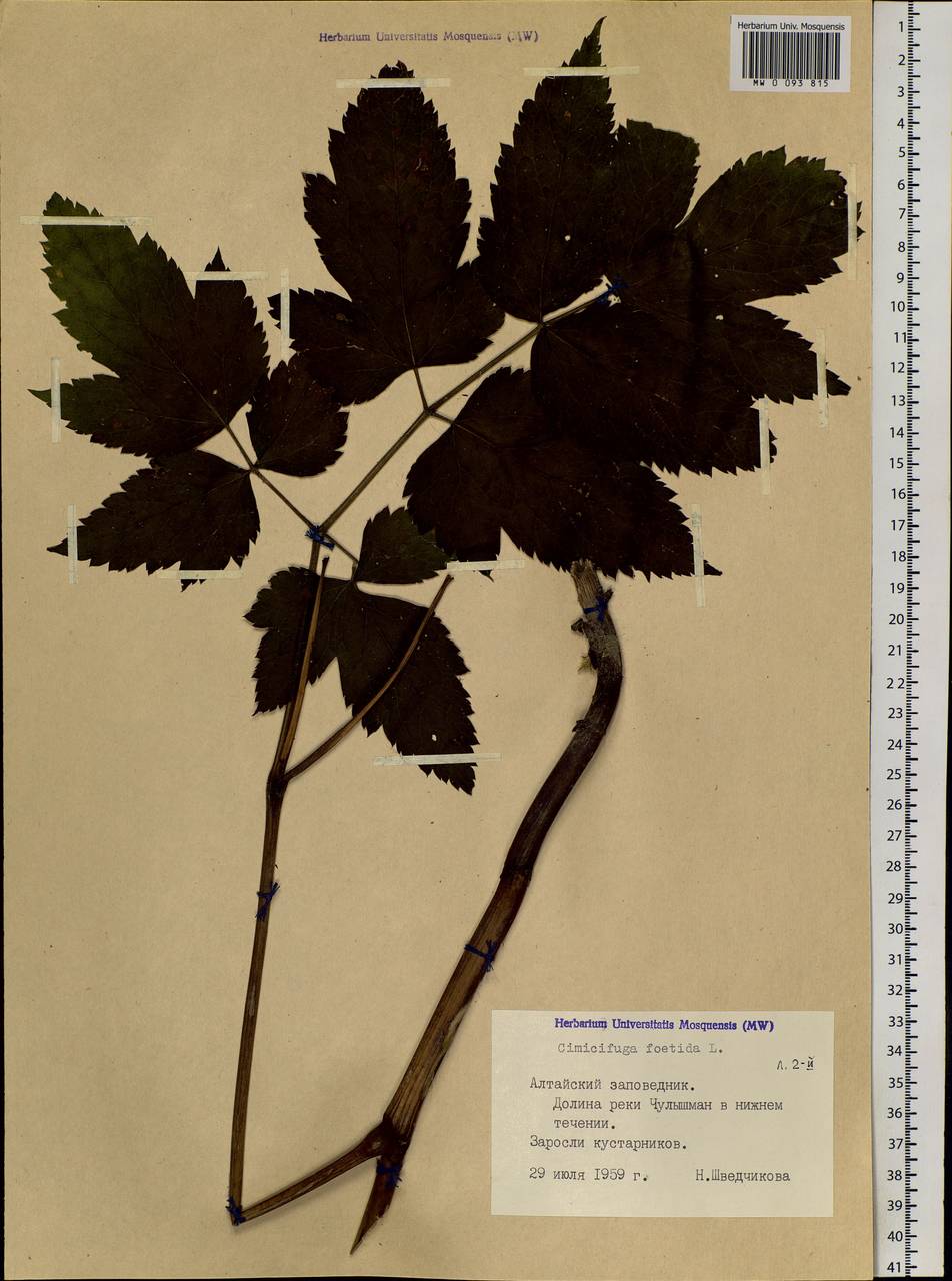 Actaea cimicifuga L., Siberia, Altai & Sayany Mountains (S2) (Russia)