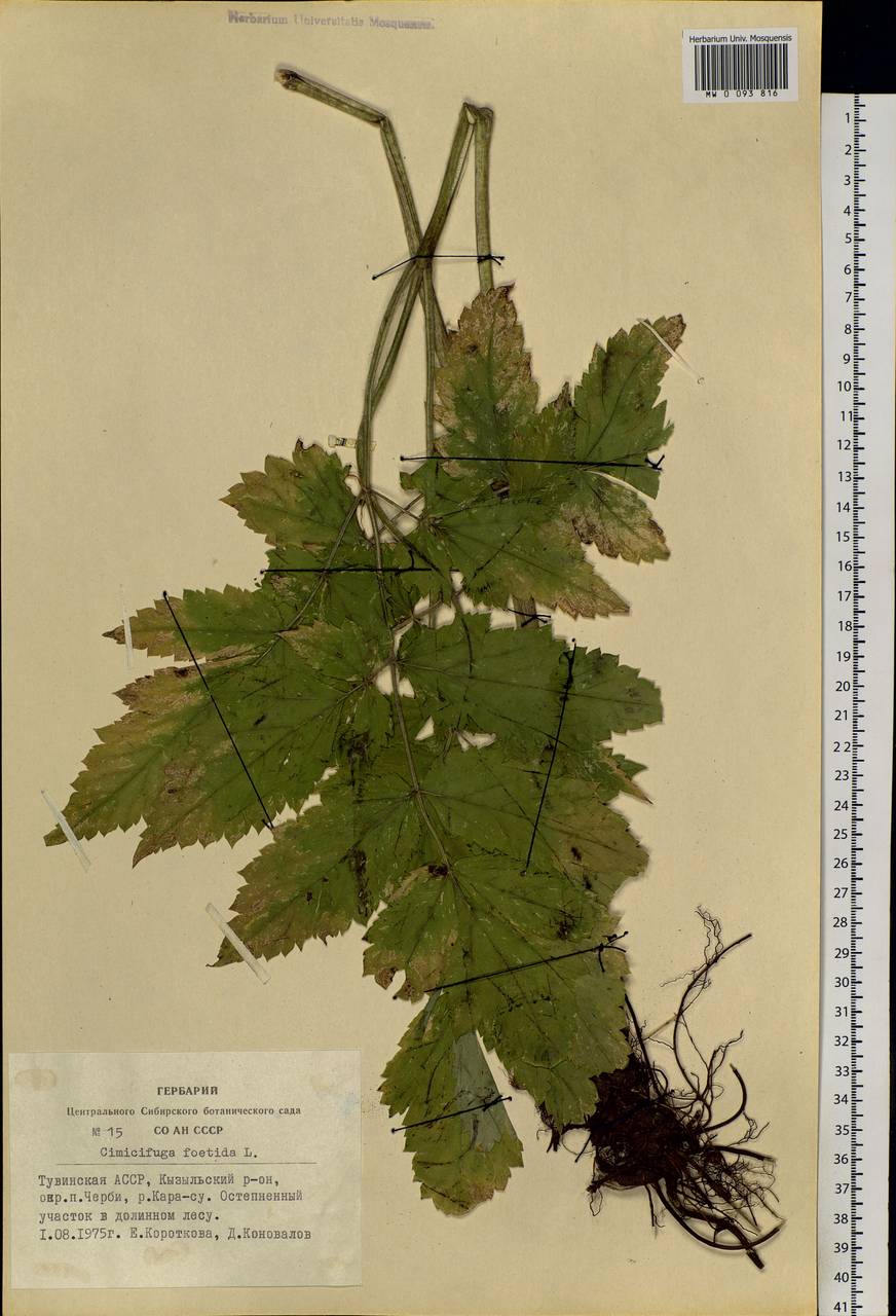 Actaea cimicifuga L., Siberia, Altai & Sayany Mountains (S2) (Russia)