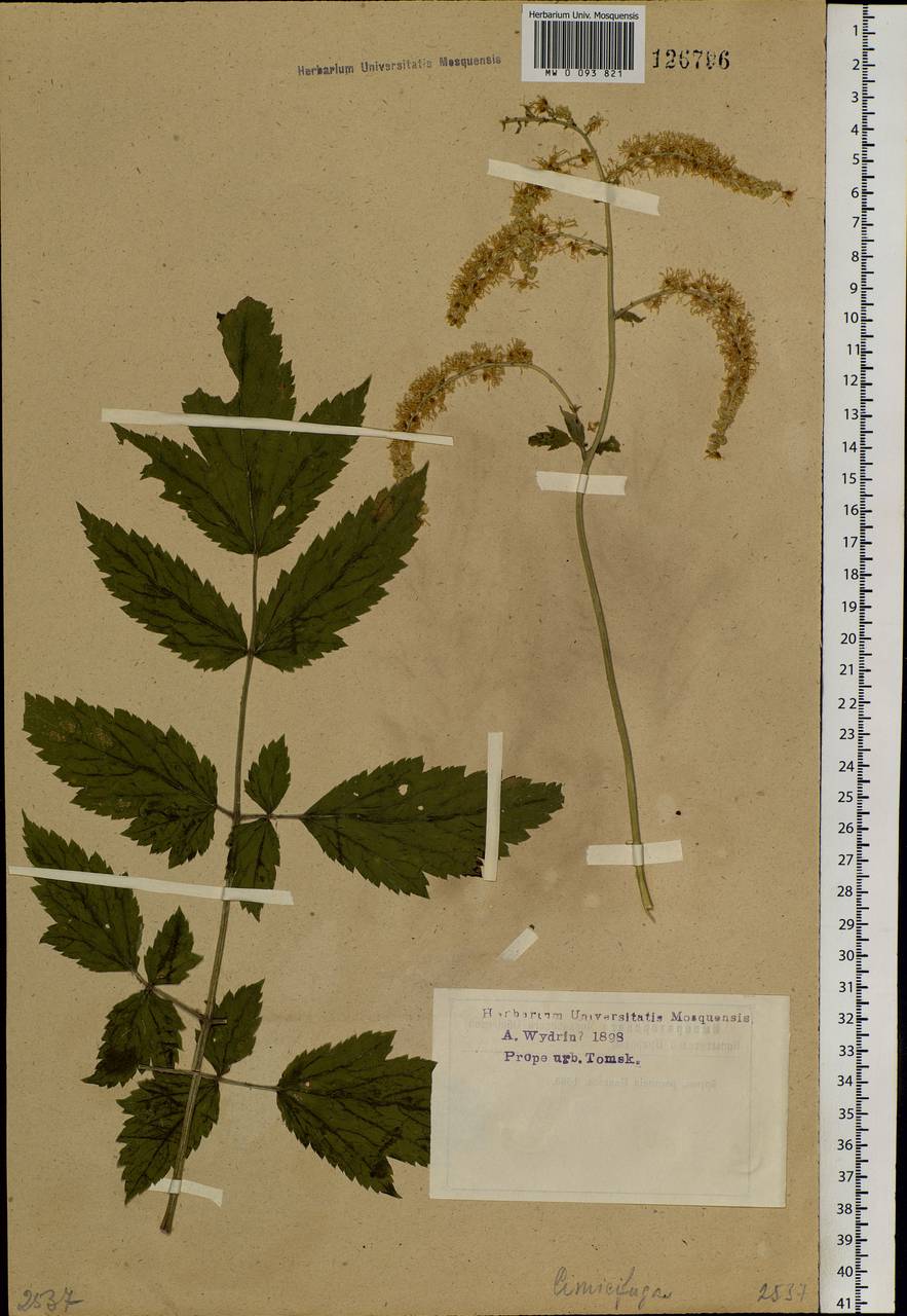 Actaea cimicifuga L., Siberia, Western Siberia (S1) (Russia)