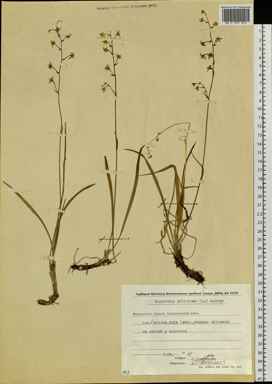 Anticlea sibirica (L.) Kunth, Siberia, Chukotka & Kamchatka (S7) (Russia)