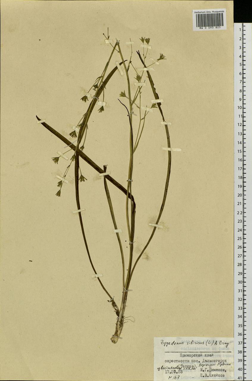 Anticlea sibirica (L.) Kunth, Siberia, Russian Far East (S6) (Russia)