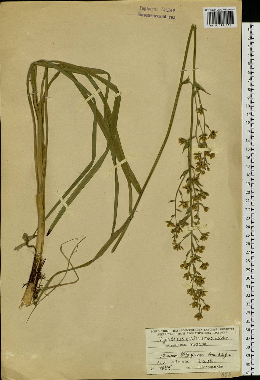 Anticlea sibirica (L.) Kunth, Siberia, Russian Far East (S6) (Russia)