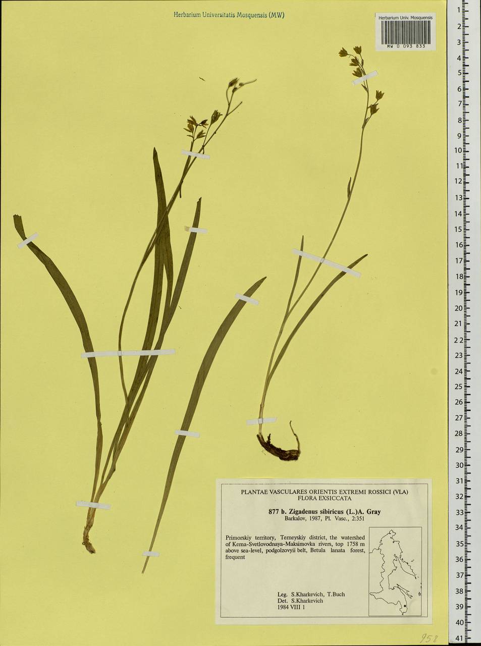 Anticlea sibirica (L.) Kunth, Siberia, Russian Far East (S6) (Russia)