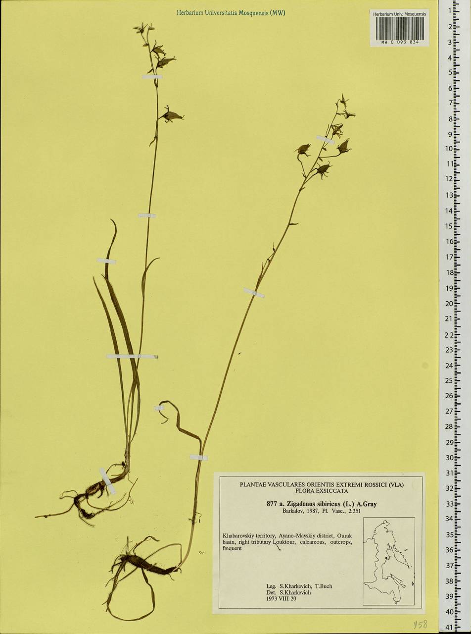 Anticlea sibirica (L.) Kunth, Siberia, Russian Far East (S6) (Russia)